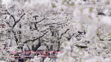 Bunga sakura di tepi Sungai Meguro (Koichiro Tezuka/Mainichi). Bunga sakura di tepi Sungai Meguro (Koichiro Tezuka/Mainichi).