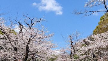 Kumpulan orang melihat sakura di Ueno Park (Tohru Shirakawa/Mainichi). Kumpulan orang melihat sakura di Ueno Park (Tohru Shirakawa/Mainichi).