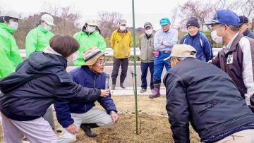 Menanam pohon sakura jenis baru (Yomiuri Shimbun). Menanam pohon sakura jenis baru (Yomiuri Shimbun).
