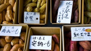 Ubi jalar, makanan khas dari Kagoshima (Gaijinpot). Ubi jalar, makanan khas dari Kagoshima (Gaijinpot).