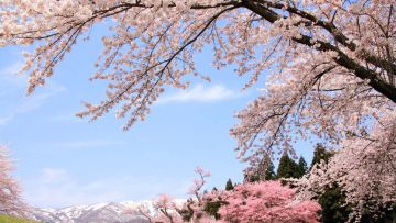 Okitama Sakura Corridor (ZEKKEI Japan).