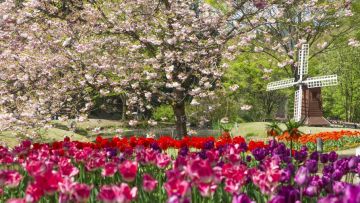 Bunga sakura dan tulip bermekaran saat musim semi (Tottori Hanakairou). Bunga sakura dan tulip bermekaran saat musim semi (Tottori Hanakairou).
