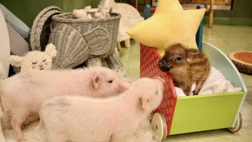 Babi mungil atau Micro Pig akan menemani kalian bersantai di kafe ini (Japan Forward). Babi mungil atau Micro Pig akan menemani kalian bersantai di kafe ini (Japan Forward).