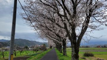 Jalur tua Kurayoshi dengan pohon sakura yang berjajar  Jalur tua Kurayoshi dengan pohon sakura yang berjajar