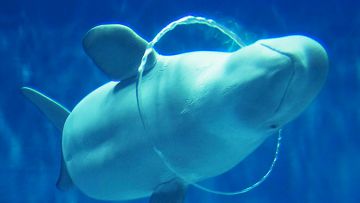 Atraksi paus Beluga sebagai daya tarik utama (aquas.or.jp). Atraksi paus Beluga sebagai daya tarik utama (aquas.or.jp).