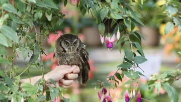 Seekor burung hantu kecil penghuni taman yang dibingkai oleh bunga fuchsia yang berbunga (PR times) Seekor burung hantu kecil penghuni taman yang dibingkai oleh bunga fuchsia yang berbunga (PR Times)