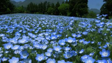 Bunga nemophilia di musim semi (Visit Kyushu). Bunga nemophilia di musim semi (Visit Kyushu).