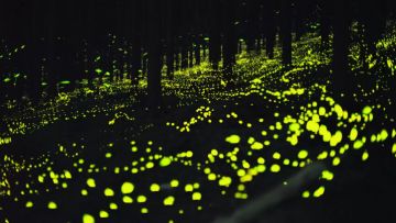 Kunang-kunang di Kesa Nishiawakura (Matcha). Kunang-kunang di Kesa Nishiawakura (Matcha).