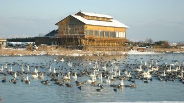 Yonago Waterbirds Sanctuary dibuka sejak tahun 1995 (Guidoor). Yonago Waterbirds Sanctuary dibuka sejak tahun 1995 (Guidoor).