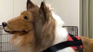 Toco, seorang Youtuber yang menjadi anjing (The News Chronicle) Toco, seorang Youtuber yang menjadi anjing (The News Chronicle)