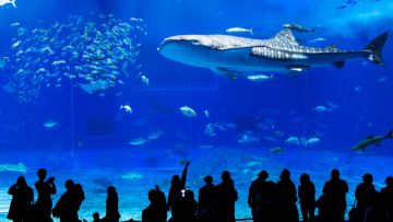Tangki raksasa berukuran 7.500 meter kubik yang ada di Okinawa Churaumi Aquarium. Tangki raksasa berukuran 7.500 meter kubik yang ada di Okinawa Churaumi Aquarium.