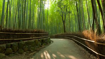 Keindahan Arashiyama Bamboo Forest (Inside Kyoto).