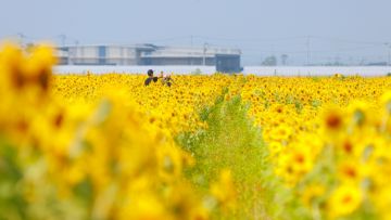 Bunga Matahari di Yamamoto Bunga Matahari di Yamamoto