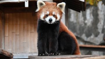 Panda merah di Kebun Binatang Nogeyama Zoological Gardens (Visit Kanagawa) Panda merah di Kebun Binatang Nogeyama Zoological Gardens (Visit Kanagawa)