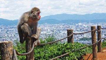 Monyet salju Arashiyama dengan latar pemandangan kota Kyoto (Tsunagu Japan). Monyet salju Arashiyama dengan latar pemandangan kota Kyoto (Tsunagu Japan).