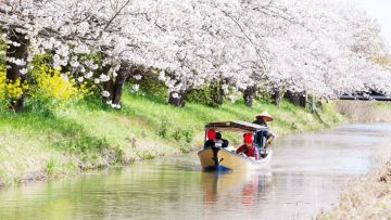 Keseruan naik perahu menjelajahi kanal di Omihachiman (The Kansai Guide). Keseruan naik perahu menjelajahi kanal di Omihachiman (The Kansai Guide).