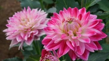 Taman terbaik untuk melihat bunga dahlia di jepang Taman terbaik untuk melihat bunga dahlia di jepang