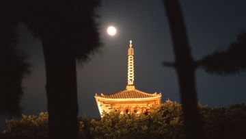 Tsukimi dari Taman Sankeien (TimeOut). Tsukimi dari Taman Sankeien (TimeOut).