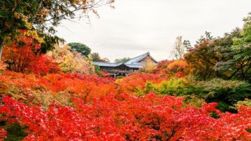 Pemandangan musim gugur di Kuil Tofukuji (Dicover Kyoto) Pemandangan musim gugur di Kuil Tofukuji (Dicover Kyoto)