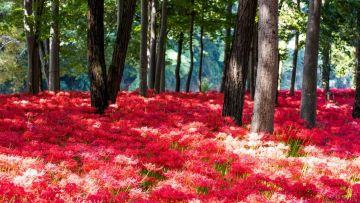 Kinchakuda Manjushage di Saitama Kinchakuda Manjushage di Saitama