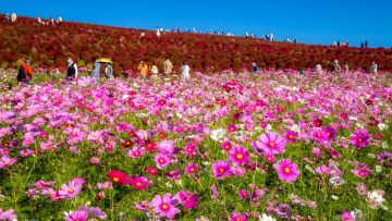 Bunga komos bersama dengan kochia merah mekar di Hitachi Seaside Park (PhotoAC/スプププ) Bunga komos bersama dengan kochia merah mekar di Hitachi Seaside Park (PhotoAC/スプププ)