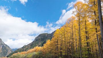 Dedaunan berubah warna di bulan Oktober di Kamikochi (Kamikochi Guide) Dedaunan berubah warna di bulan Oktober di Kamikochi (Kamikochi Guide)