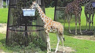 Seekor jerapah bernama Kiryu di Toyohashi Zoo and Botanical Park (Yomiuri Shimbun) Jerapah di Kebun Binatang Nagoya akan Dikirim ke Indonesia