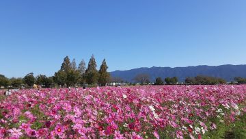 Kurume City Cosmos Festival 2024 (Fukuoka Now) Kurume City Cosmos Festival 2024 (Fukuoka Now)
