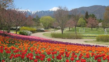 Keindahan bunga di Taman Nasional Azumino (azumino-koen.jp) destinasi wisata yang wajib dikunjungi di azumino