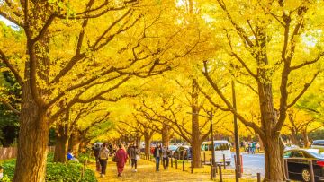 Jalan yang dipenuhi oleh pohon ginkgo