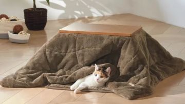 Kotatsu Anabul Kotatsu Anabul