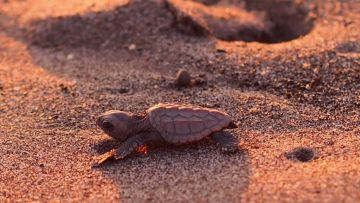 Nakatajima Sand Dunes Nakatajima Sand Dunes