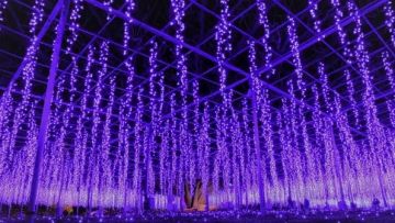 Ashikaga Flower Park Illumination (Visit Tochigi)