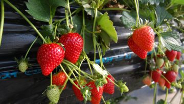 Kuliner khas Tochigi Kuliner khas Tochigi