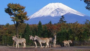 Kebun binatang di Jepang untuk liburan keluarga