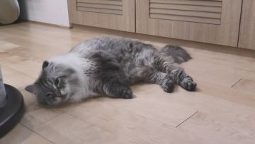 Kucing simbol perdamaian rusia-jepang Kucing simbol perdamaian rusia-jepang