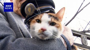 Gotama, kucing calico yang ditunjuk jadi kepala stasiun  Gotama, kucing calico yang ditunjuk jadi kepala stasiun