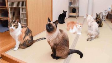Aratama Ryokan di Beppu yang penuh kucing. Aratama Ryokan di Beppu yang penuh kucing.