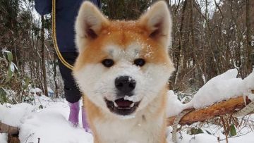 Masa, seekor anjing akita inu berusia 4 tahun yang akan menemani para peserta berjalan Masa, seekor anjing akita inu berusia 4 tahun yang akan menemani para peserta berjalan