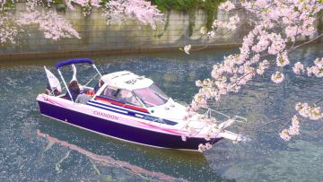 Melihat sakura di Tokyo naik Chandon Cruise Melihat sakura di Tokyo naik Chandon Cruise