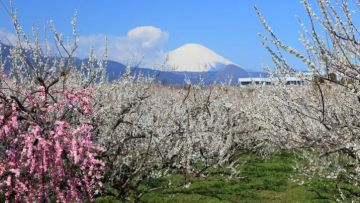Odawara Plum Blossom Festival, Prefektur Kanagawa Odawara Plum Blossom Festival, Prefektur Kanagawa