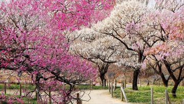 Bunga plum di Kyodo no Mori