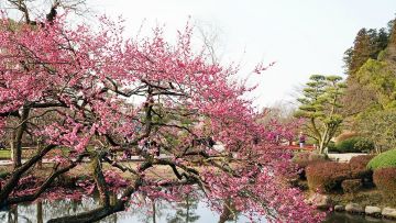 Pohon plum di dekat sebuah kolam di Hanegi Park Pohon plum di dekat sebuah kolam di Hanegi Park