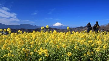 Azumayama Park dengan latar belakang Gunung Fuji yang indah (Kanagawa Tourism Association) Azumayama Park dengan latar belakang Gunung Fuji yang indah (Kanagawa Tourism Association)