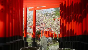 Gerbang torii di Kuil Takayama Inari (Amazing Aomori) Gerbang torii di Kuil Takayama Inari (Amazing Aomori)