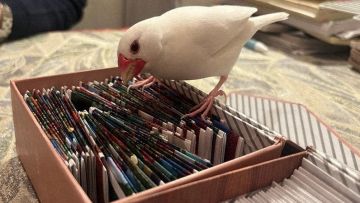 Seekor burung pipit Jawa bernama “Omame sensei” mengambil kartu tarot Seekor burung pipit Jawa bernama “Omame sensei” mengambil kartu tarot