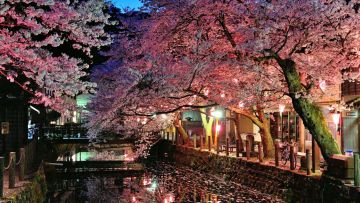 Bunga sakura bermekaran di Kinosaki Onsen Bunga sakura bermekaran di Kinosaki Onsen
