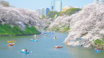 Chiyoda Sakura Festival. Chiyoda Sakura Festival.