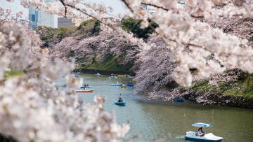 Chiyoda Sakura Festival. Chiyoda Sakura Festival.