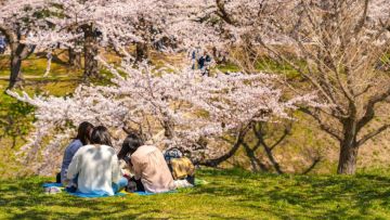 Spot Terbaik Melihat Sakura di Hokkaido. Spot Terbaik Melihat Sakura di Hokkaido.
